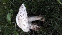 Amanita strobiliformis