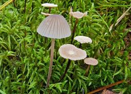 Mycena galopus var. galopus