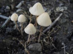 Conocybe pseudocrispa