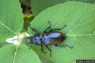 Lucanus cervus