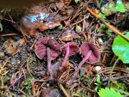 Melanophyllum haematospermum
