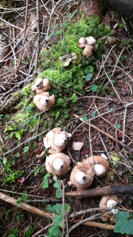 Geastrum fimbriatum