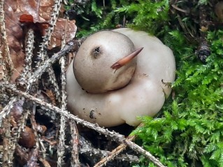 Geastrum fimbriatum