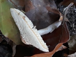 Lepiota cristata