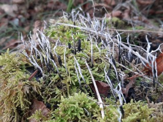 Xylaria hypoxylon