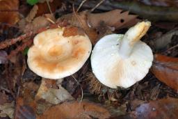 Lactarius chrysorrheus