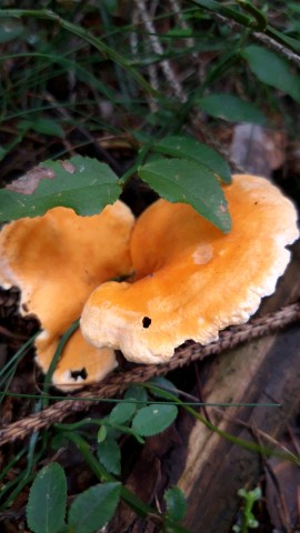 Hygrophoropsis aurantiaca