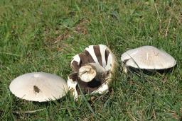 Agaricus arvensis