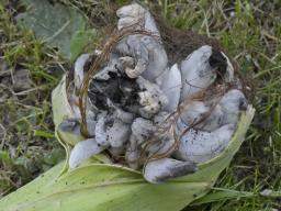 Mycosarcoma maydis