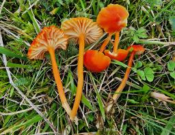 Hygrocybe cantharellus