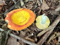 Russula aurea