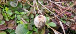 Tulostoma brumale