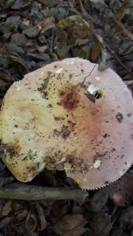 Russula romellii