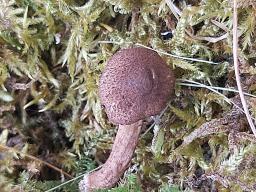 Inocybe lacera