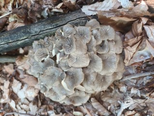 Polyporus umbellatus