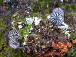 Mycena pseudocorticola