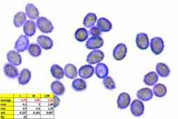 Gloeocystidiellum clavuligerum