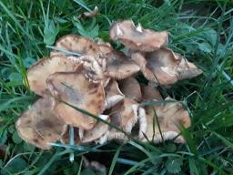 Armillaria mellea