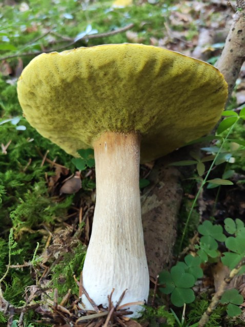 Boletus edulis