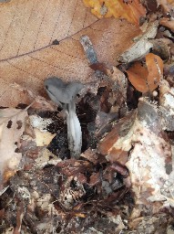 Helvella lacunosa