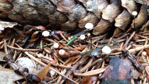 Marasmius bulliardii