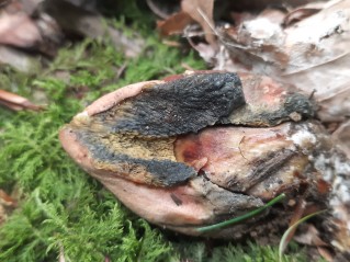 Rheubarbariboletus armeniacus