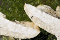 Trametes pubescens