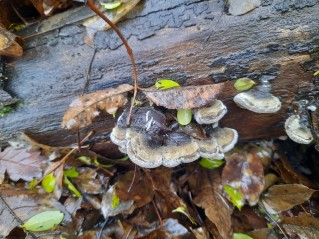 Auricularia mesenterica