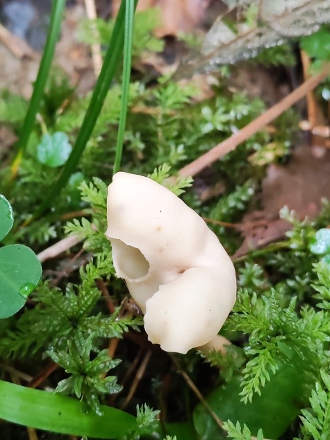 Helvella elastica