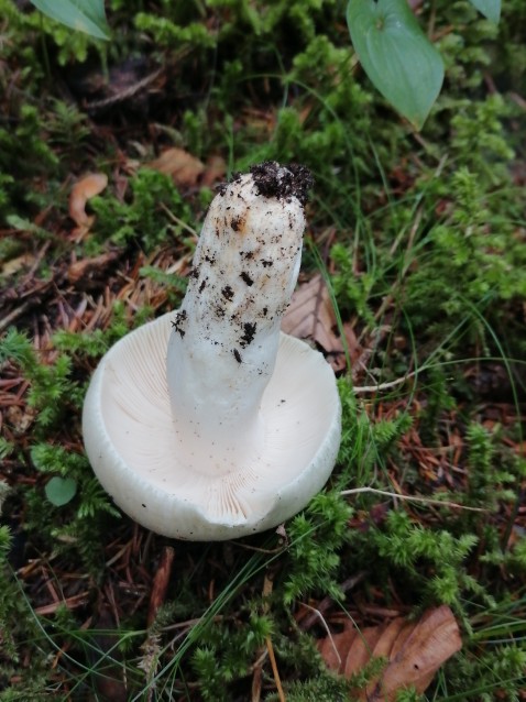 Russula virescens