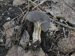 Helvella solitaria