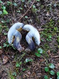 Cyanoboletus pulverulentus