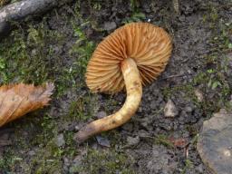 Conocybe brunnea