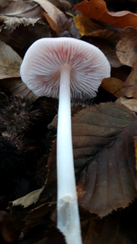 Mycena rosea