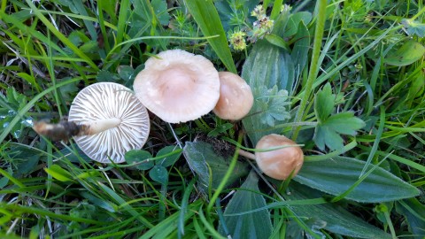 Marasmius oreades