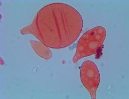 Pluteus vellingae