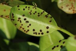 Puccinia buxi