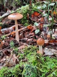 Amanita fulva