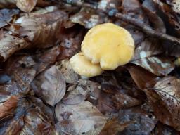 Cantharellus pallens