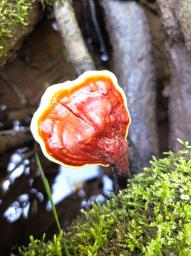 Ganoderma lucidum