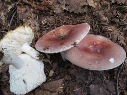 Russula vesca