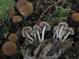 Psathyrella piluliformis