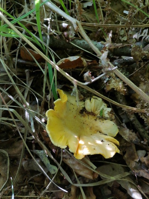 Cantharellus cibarius