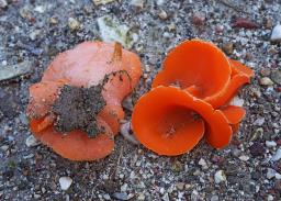 Aleuria aurantia