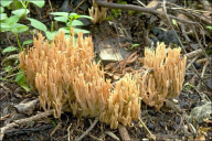 Ramaria stricta