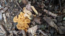 Cantharellus ianthinoxanthus