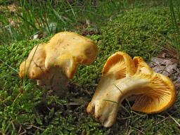 Cantharellus cibarius
