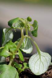 Plasmopara obducens