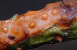 Marchandiomyces quercinus