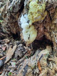 Ceratiomyxa porioides